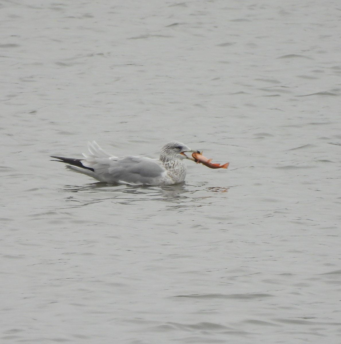 Halkalı Martı - ML645902295