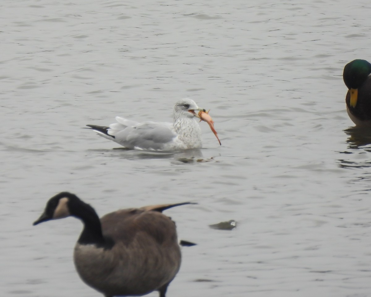 Halkalı Martı - ML645902296