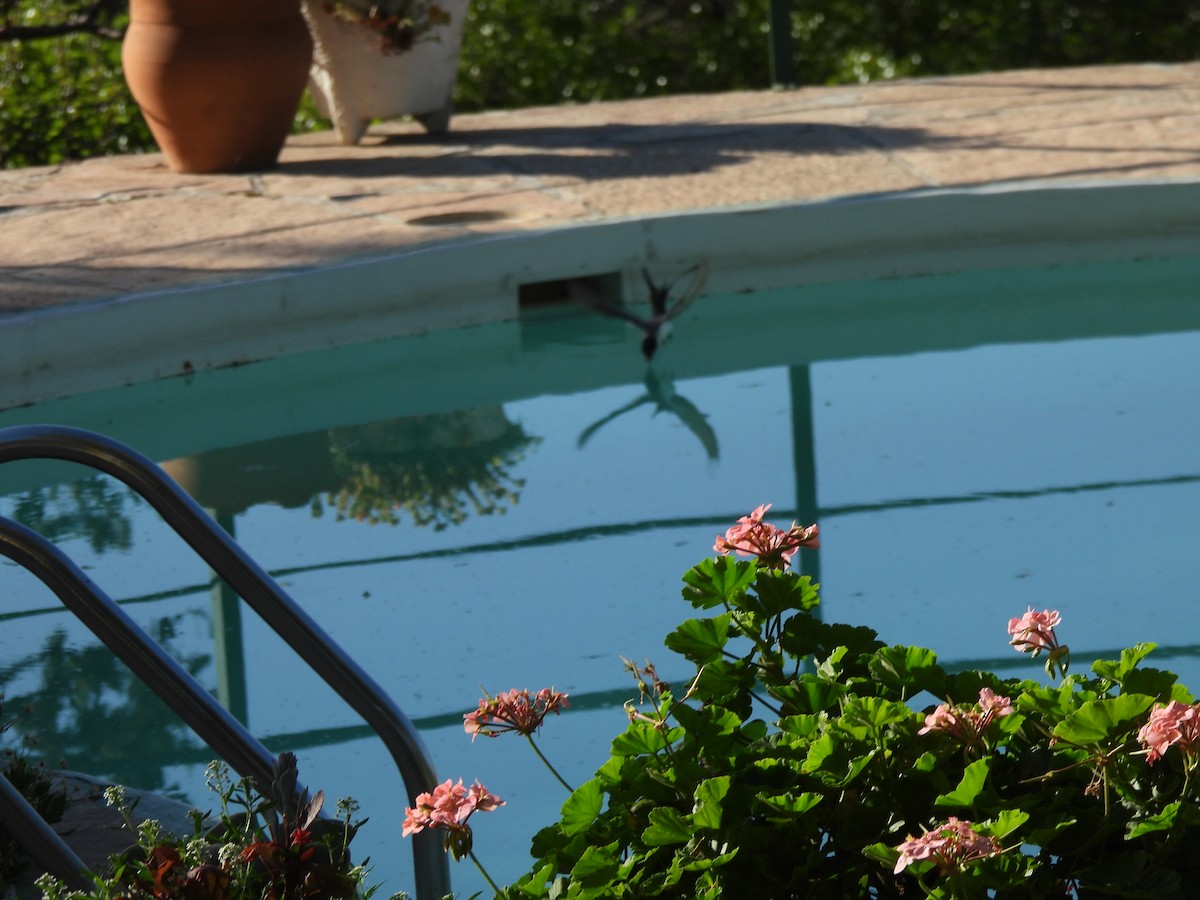 Savan Tiranı - ML645902297