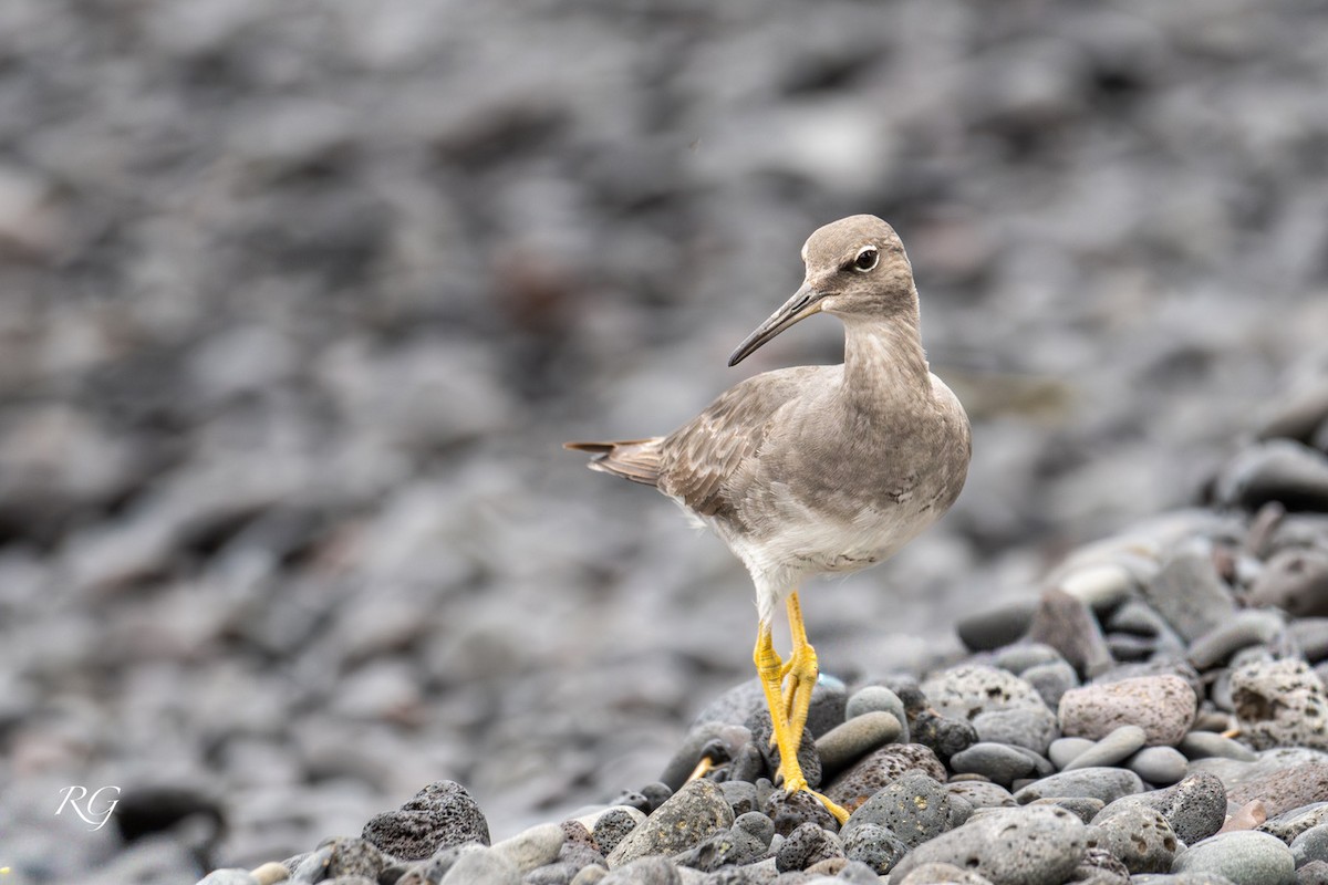 Gri Düdükçün - ML645902298