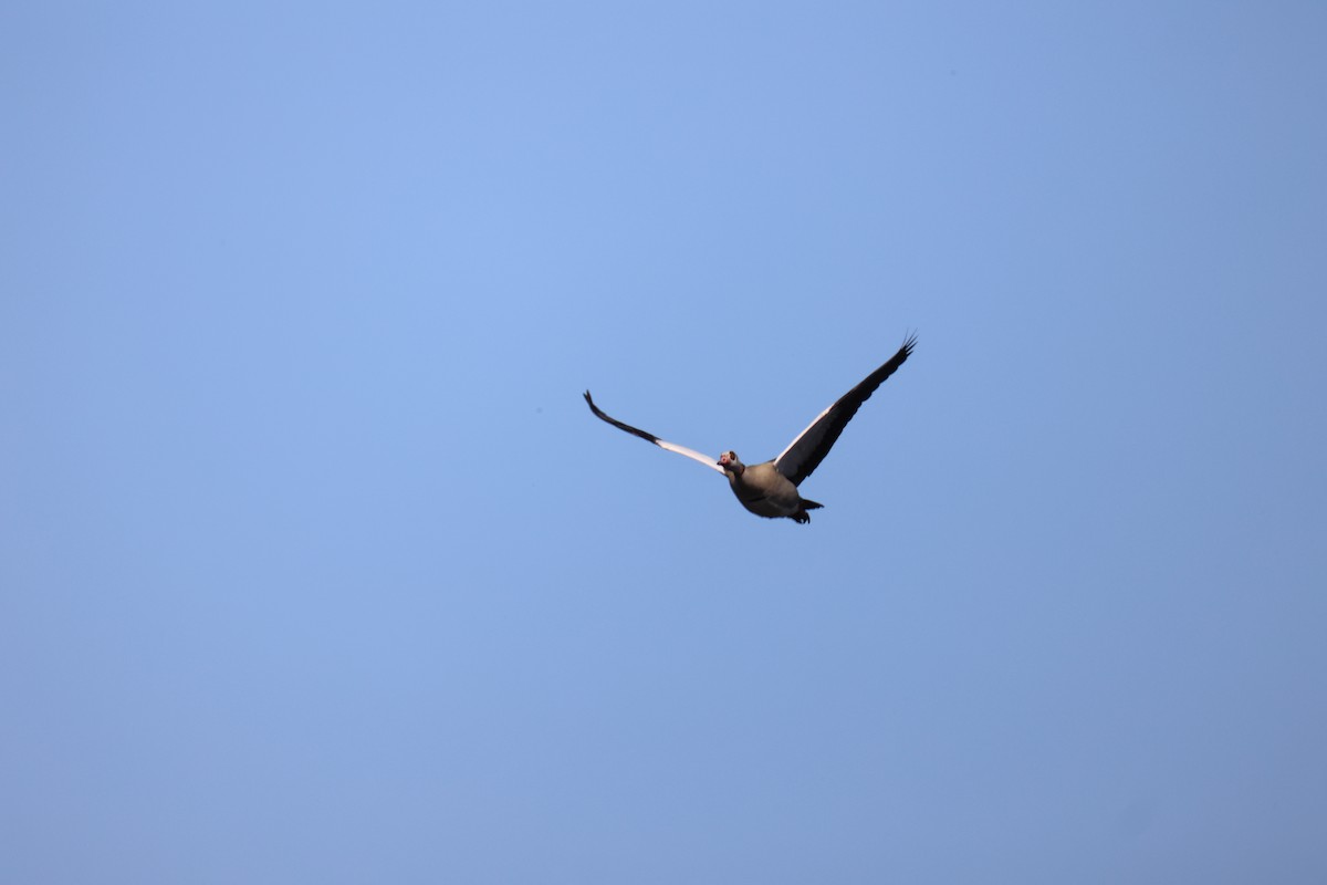 Nil Kazı - ML645902301