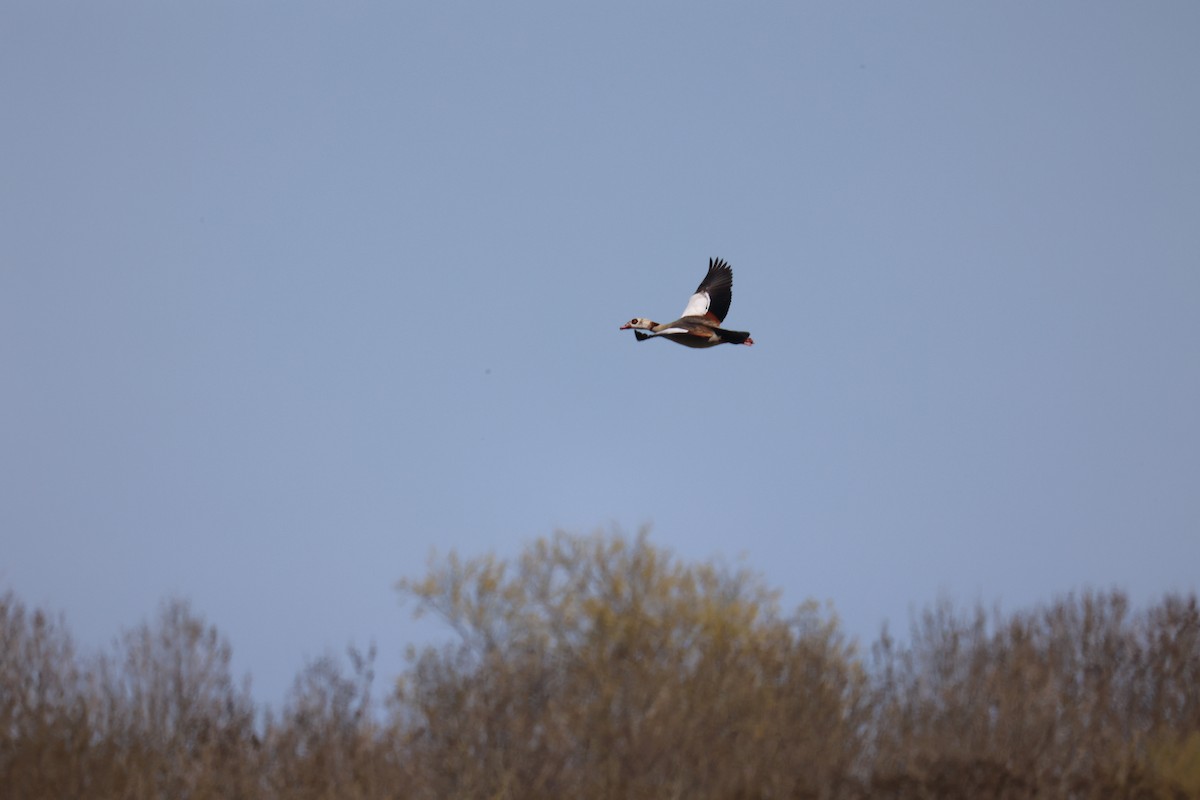 Nil Kazı - ML645902303