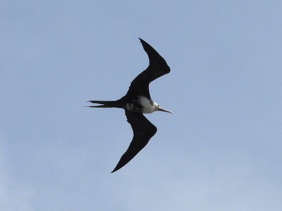 Büyük Fregatkuşu - ML645902305