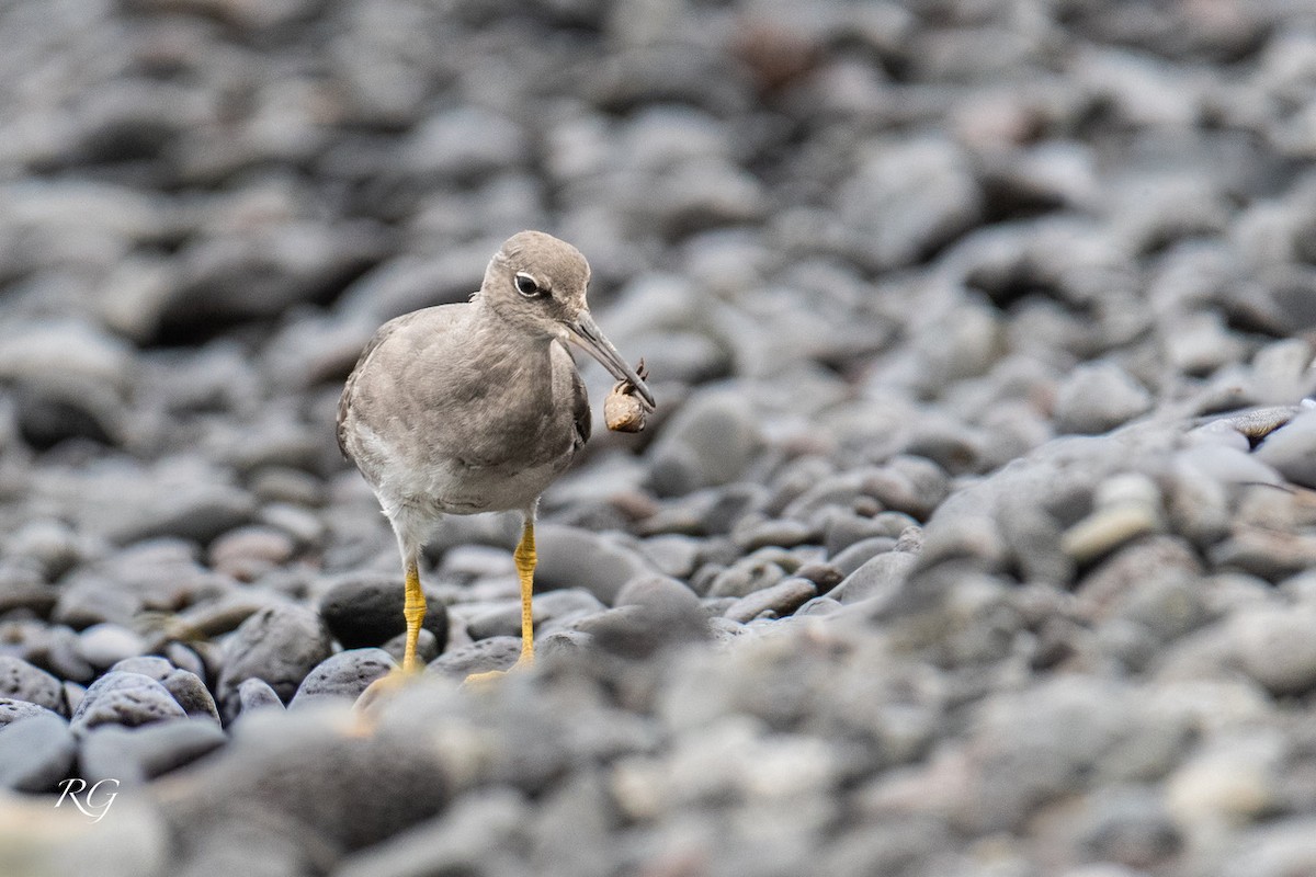 Gri Düdükçün - ML645902306