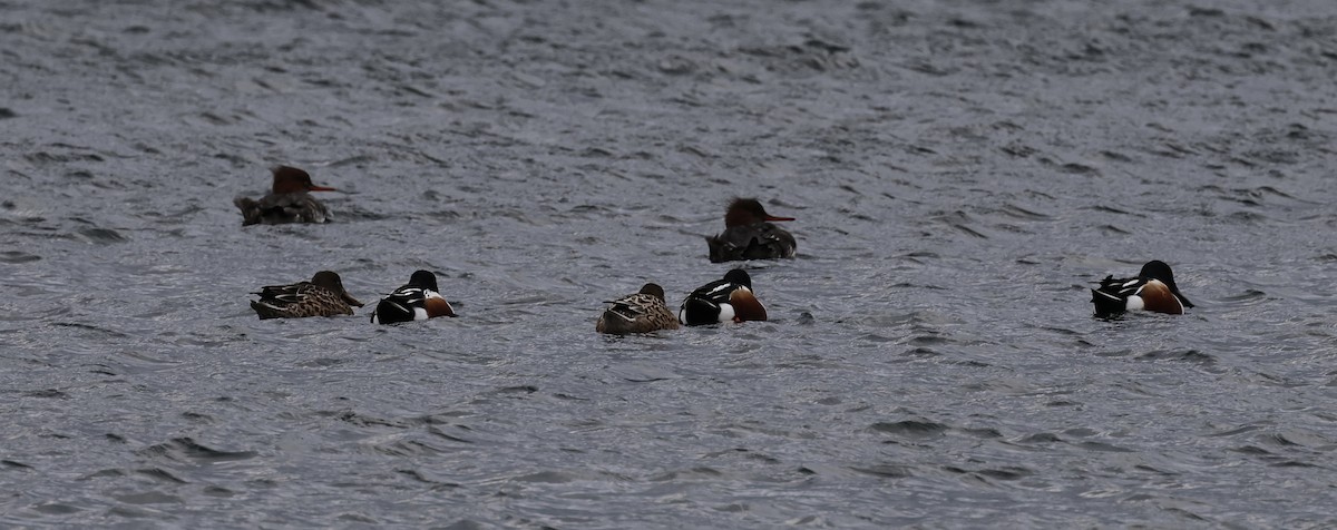Northern Shoveler - ML645902310