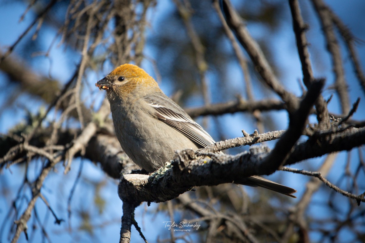 Pinu-gailupa - ML645902311