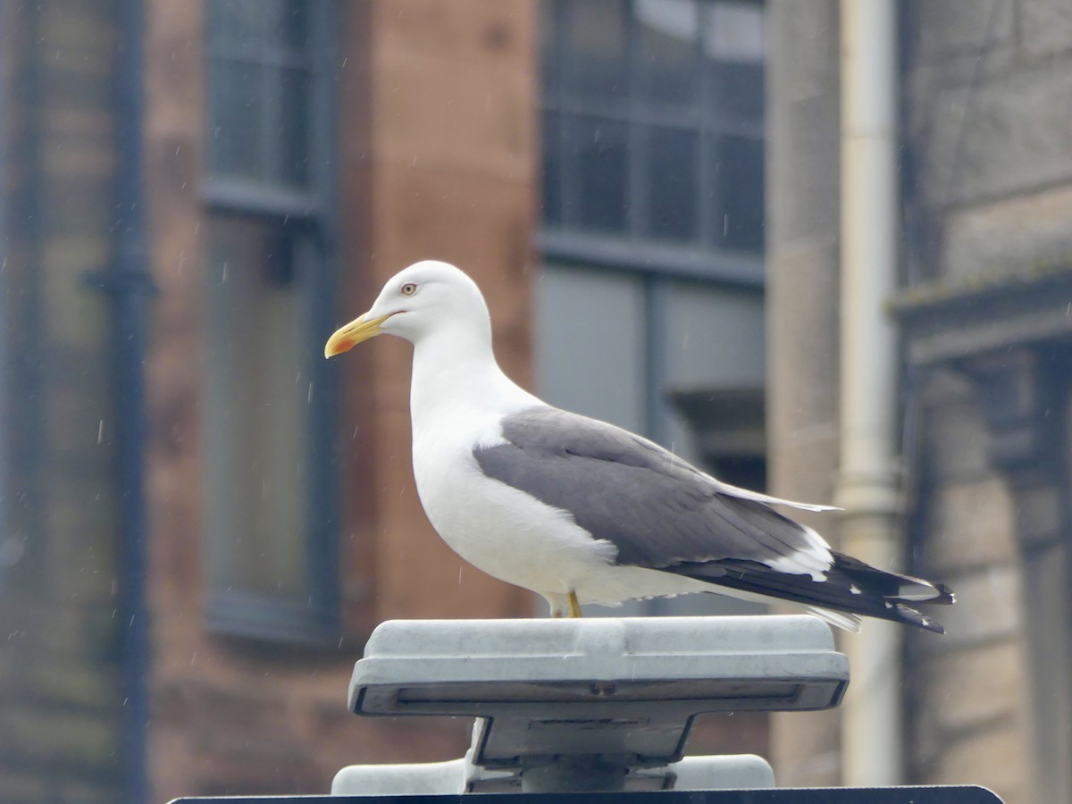 ニシセグロカモメ - ML645902346