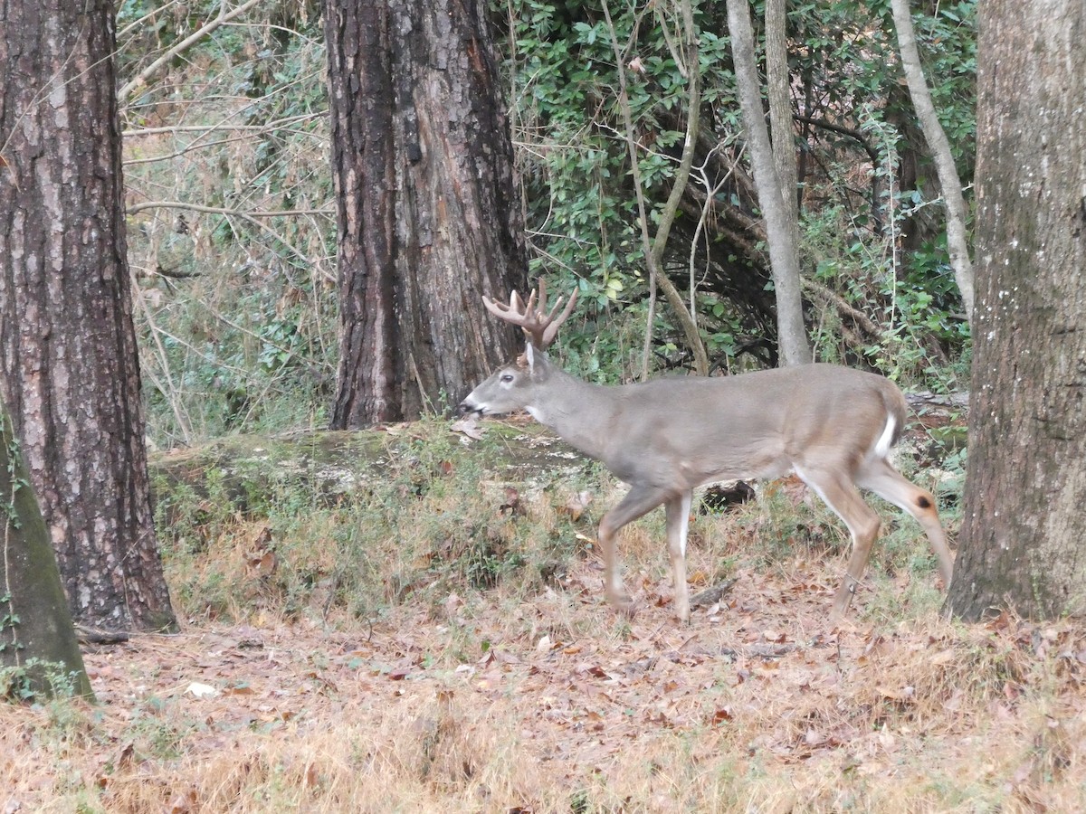 White-tailed Deer - ML645902358