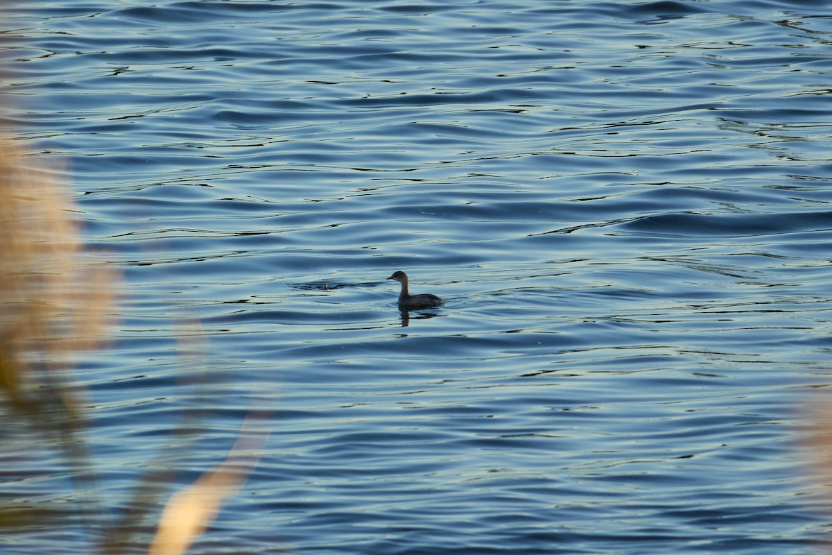 Little Grebe - ML645902360