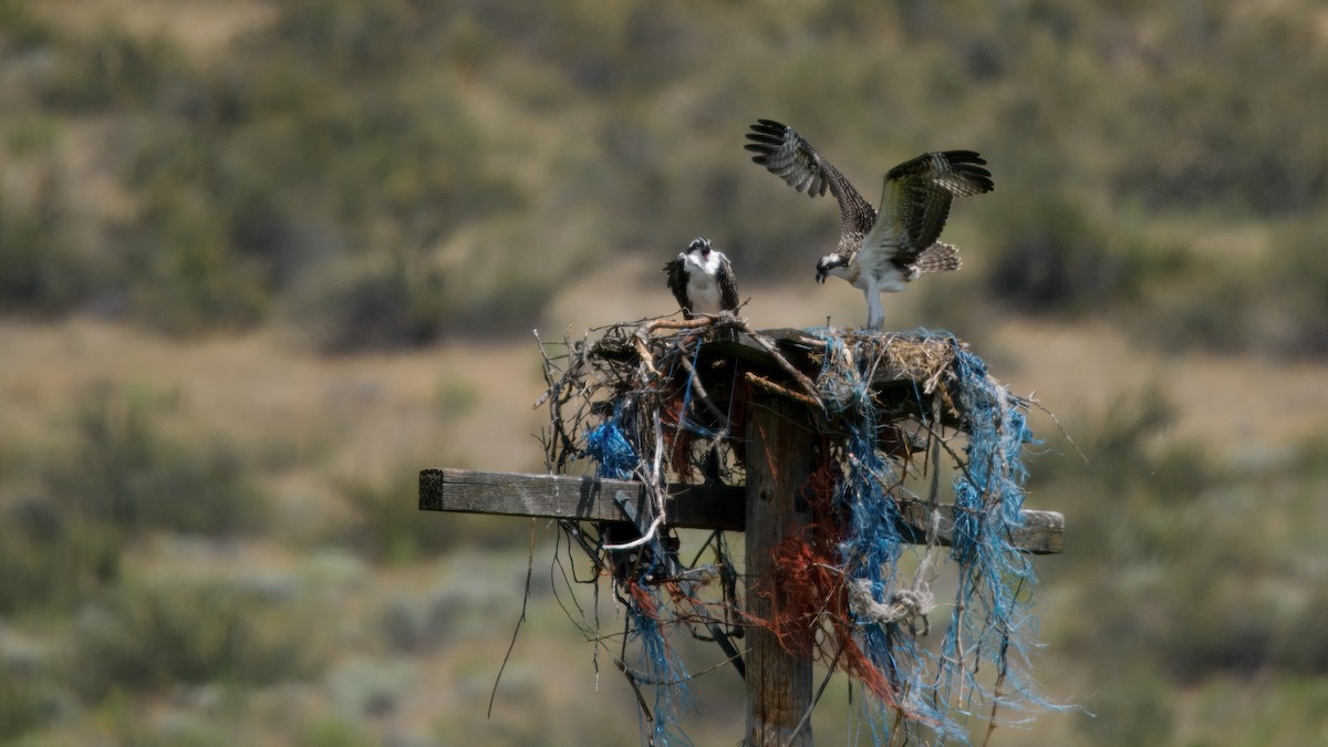 Osprey - ML645902362