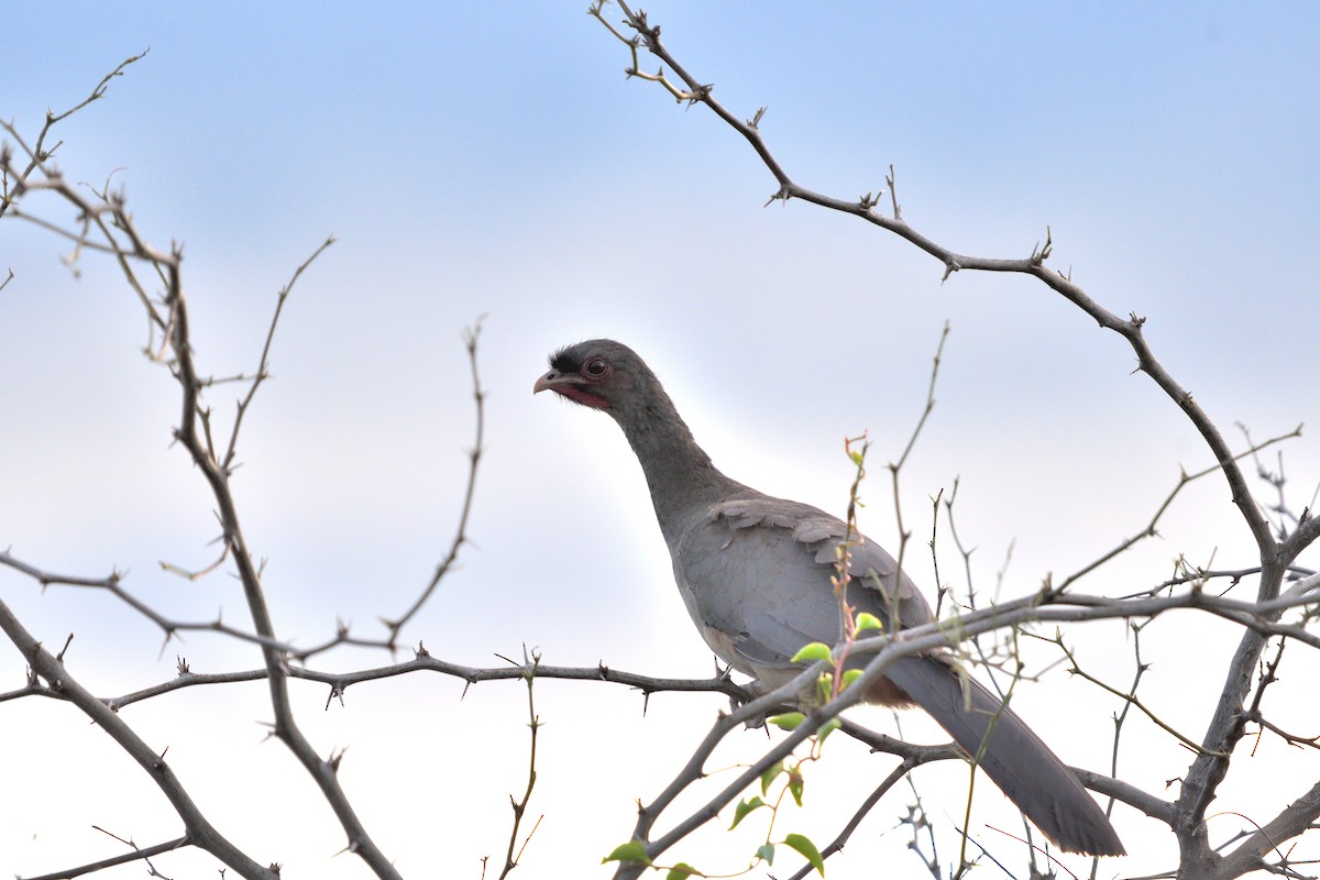 Chaco Chachalaca - ML645902363