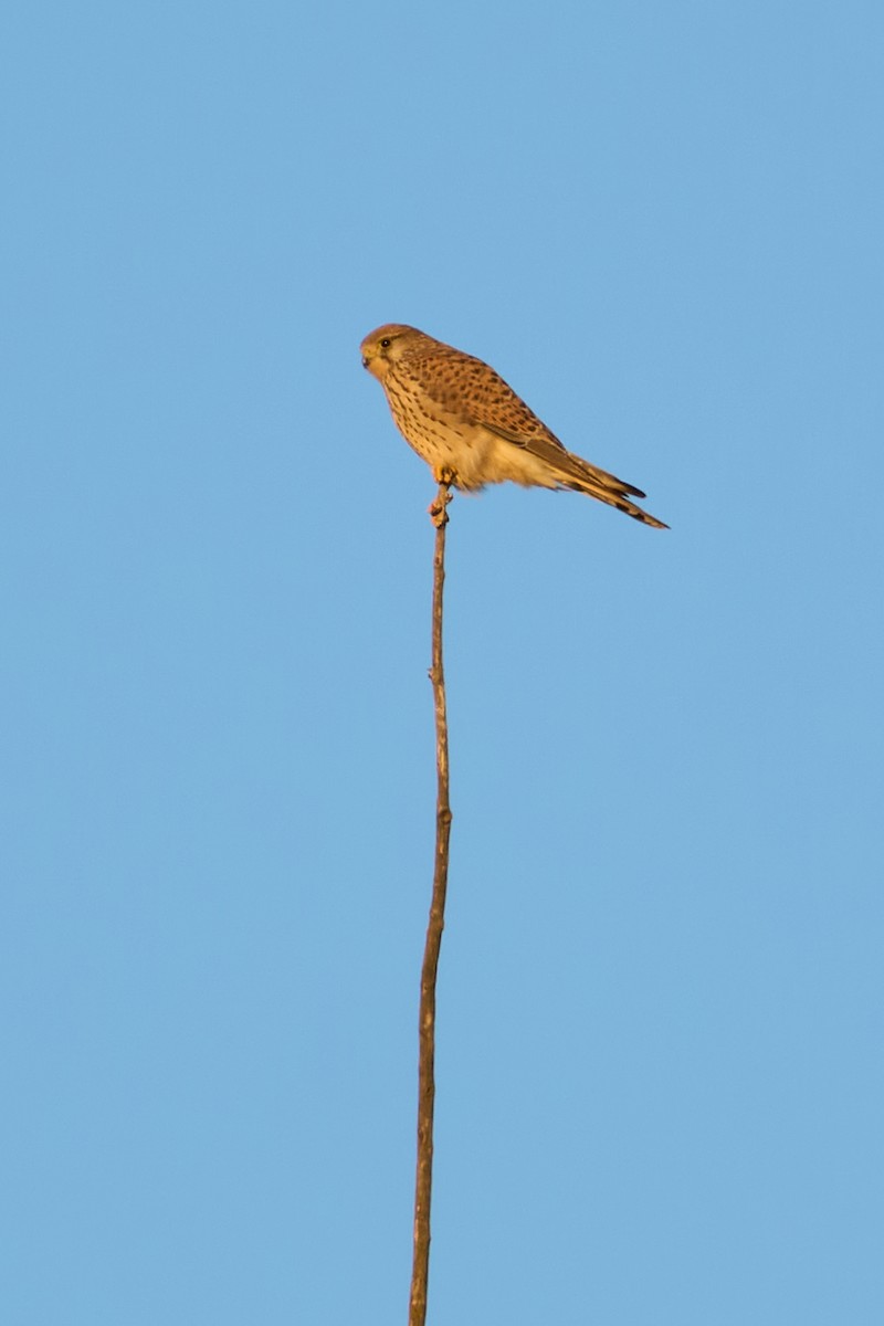 Eurasian Kestrel - ML645902365