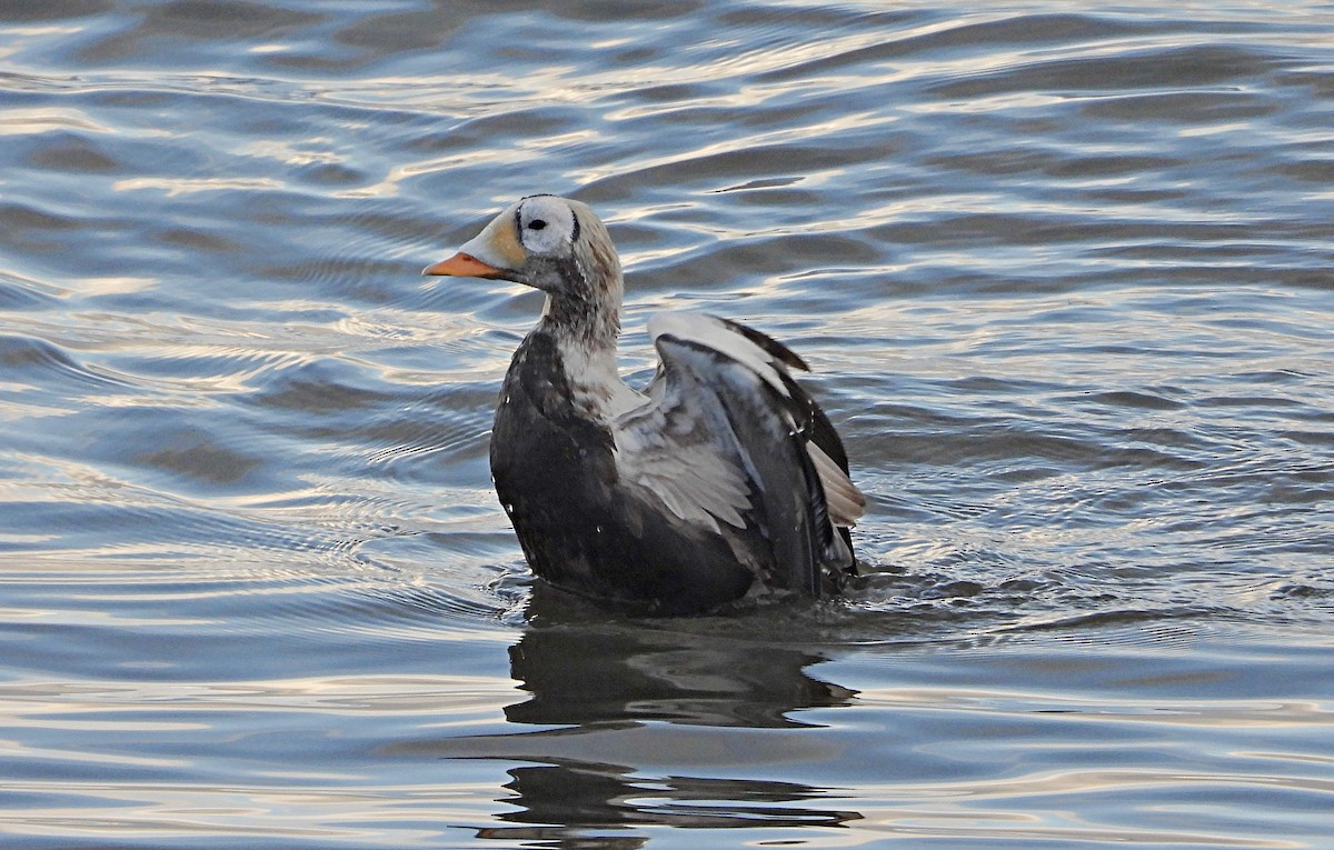 Spectacled Eider - ML645902366