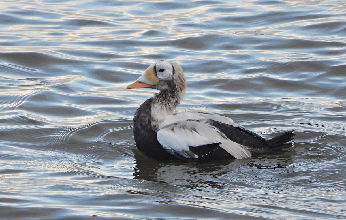 Spectacled Eider - ML645902367