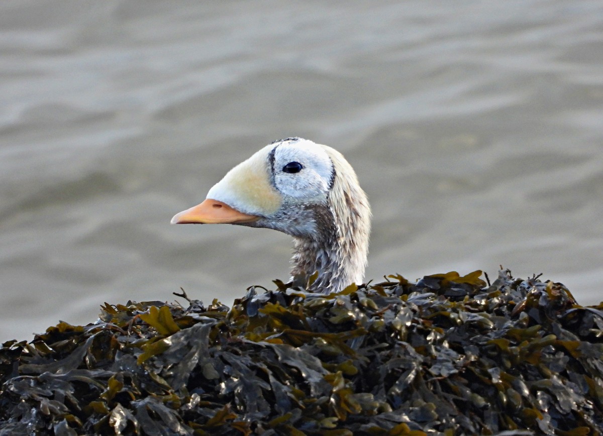 Spectacled Eider - ML645902369