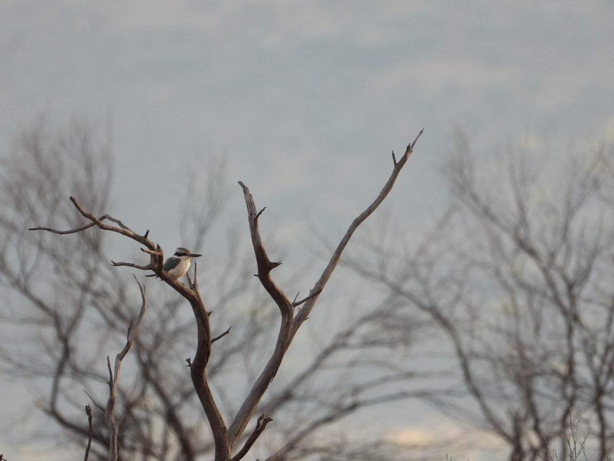 Kırmızı Belli Yalıçapkını - ML645902374