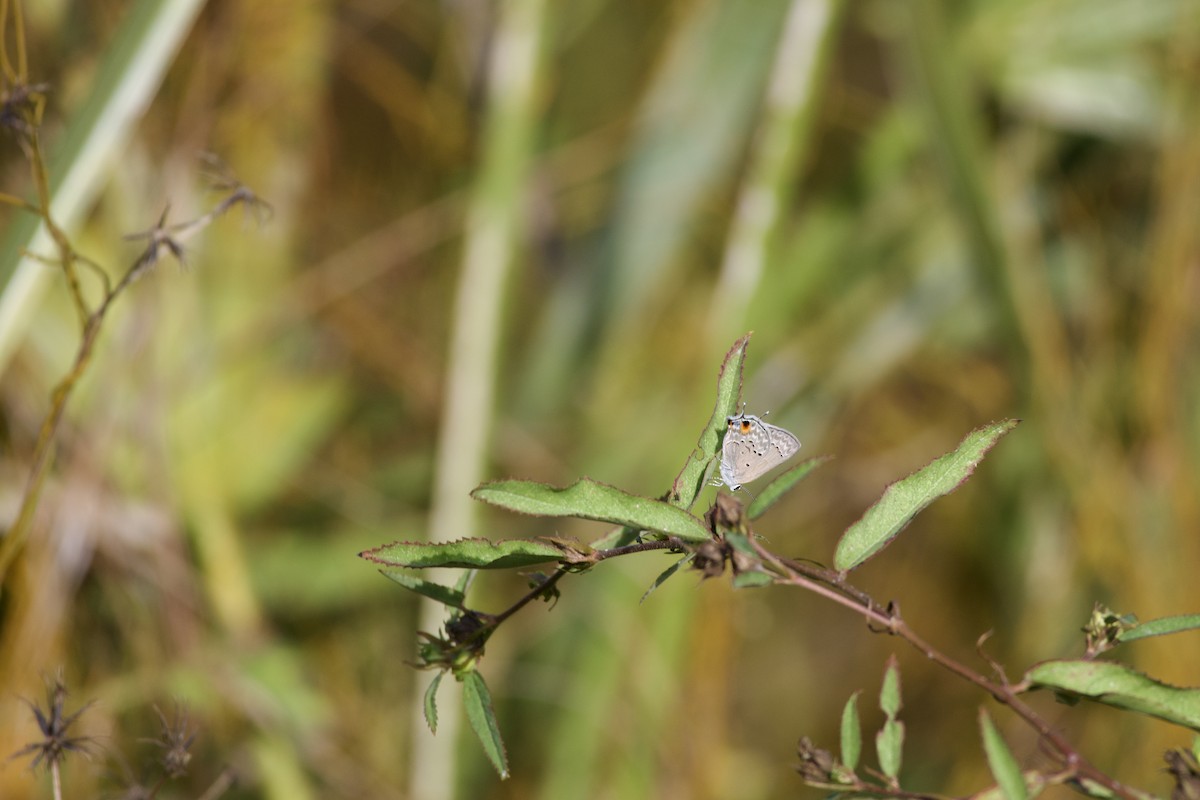 Mallow Scrub-Hairstreak - ML645902382