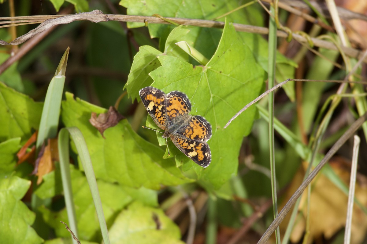 Phaon Crescent - ML645902383