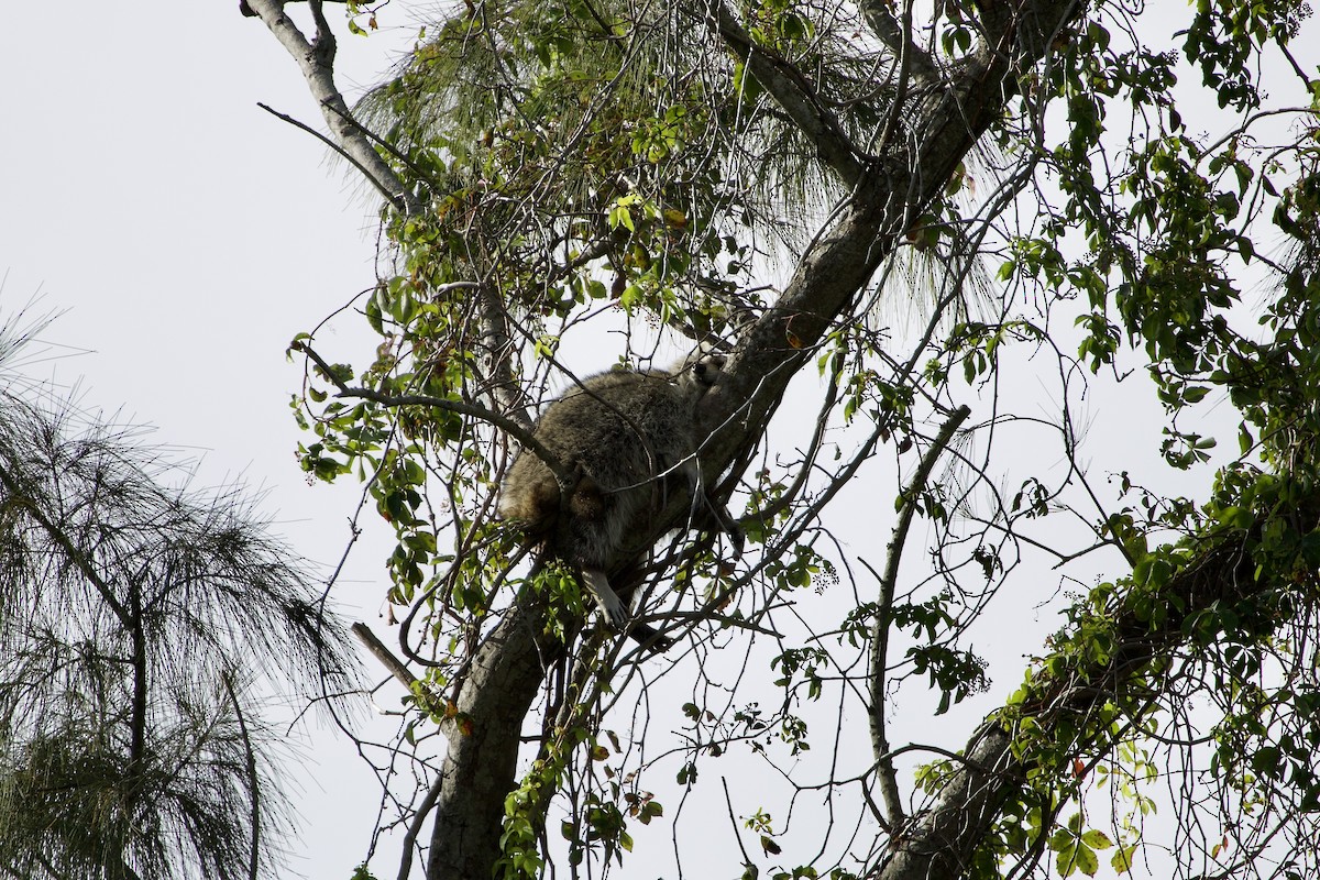 Common Raccoon - ML645902384