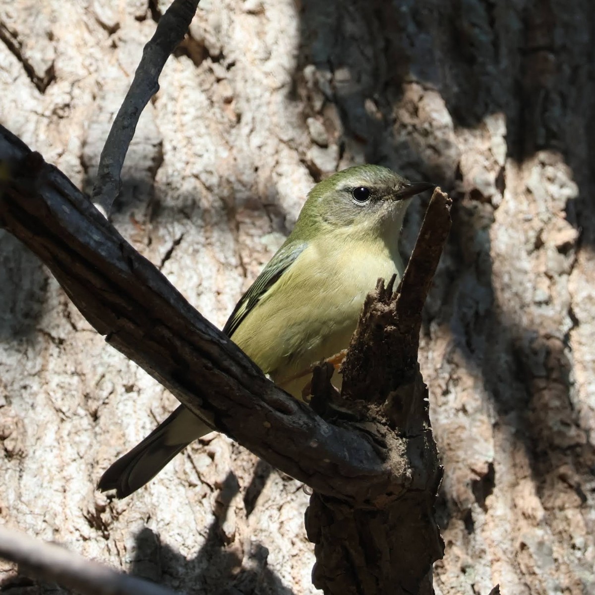 lesňáček modrohřbetý - ML645902391