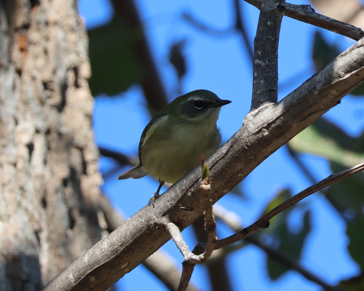 lesňáček modrohřbetý - ML645902392