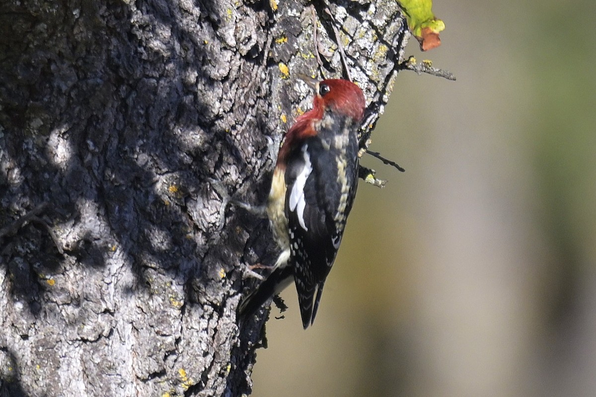 Red-breasted Sapsucker - ML645902395