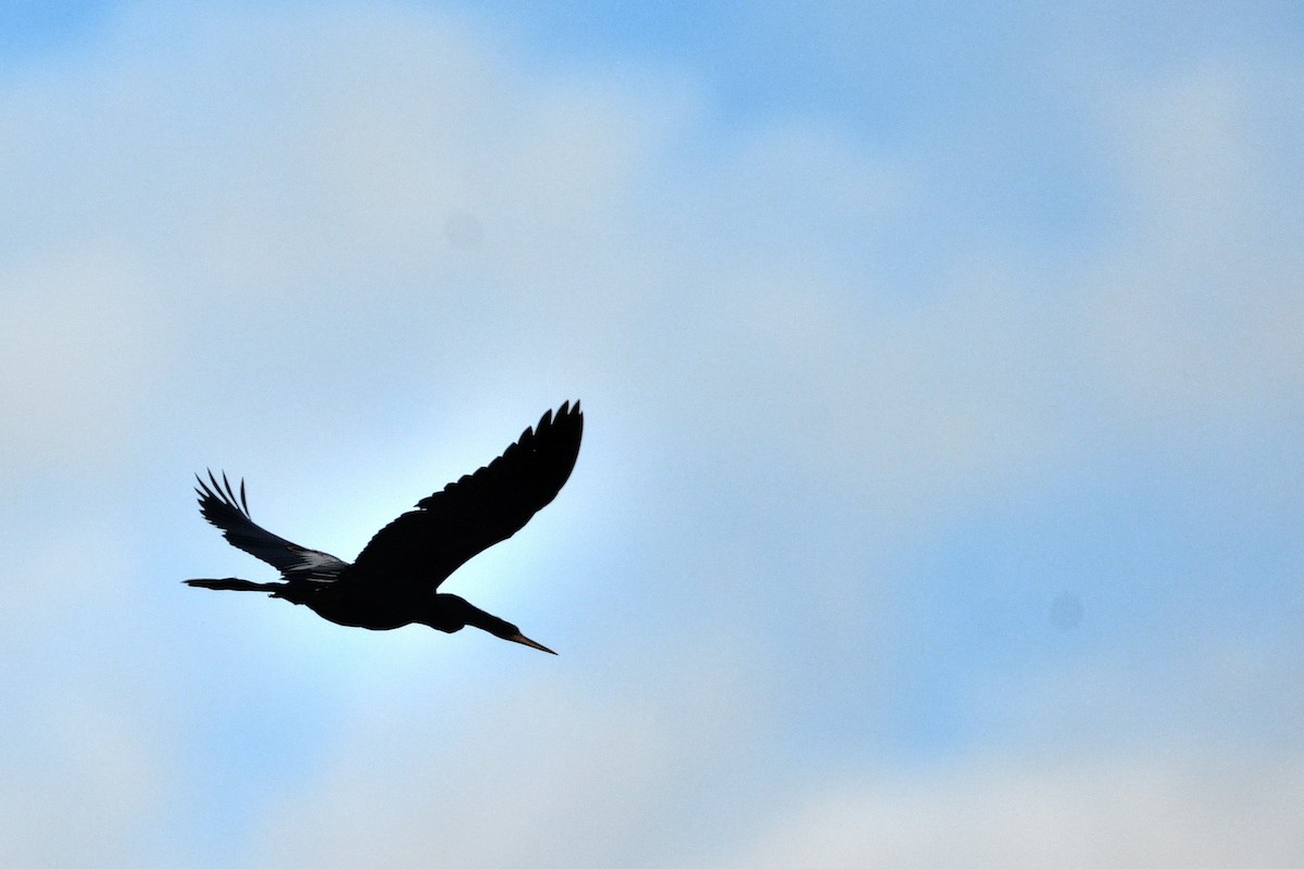 Anhinga - ML645902402