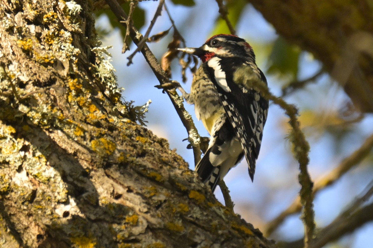 Red-naped Sapsucker - ML645902407