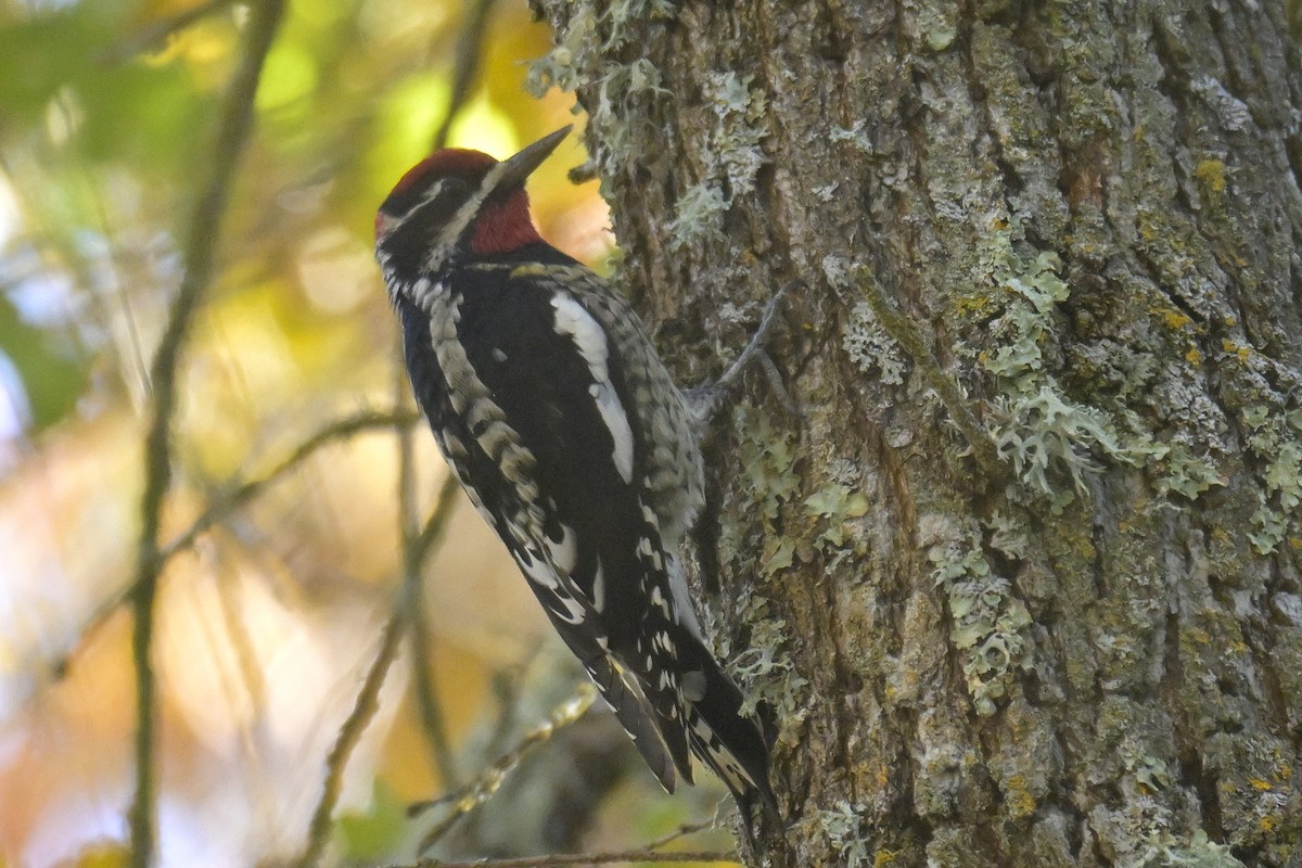 Red-naped Sapsucker - ML645902408
