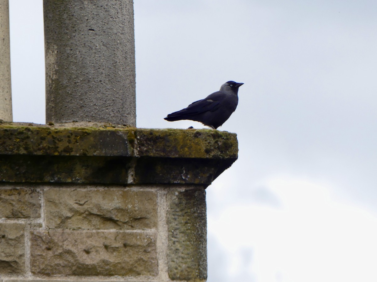 Eurasian Jackdaw - ML645902410