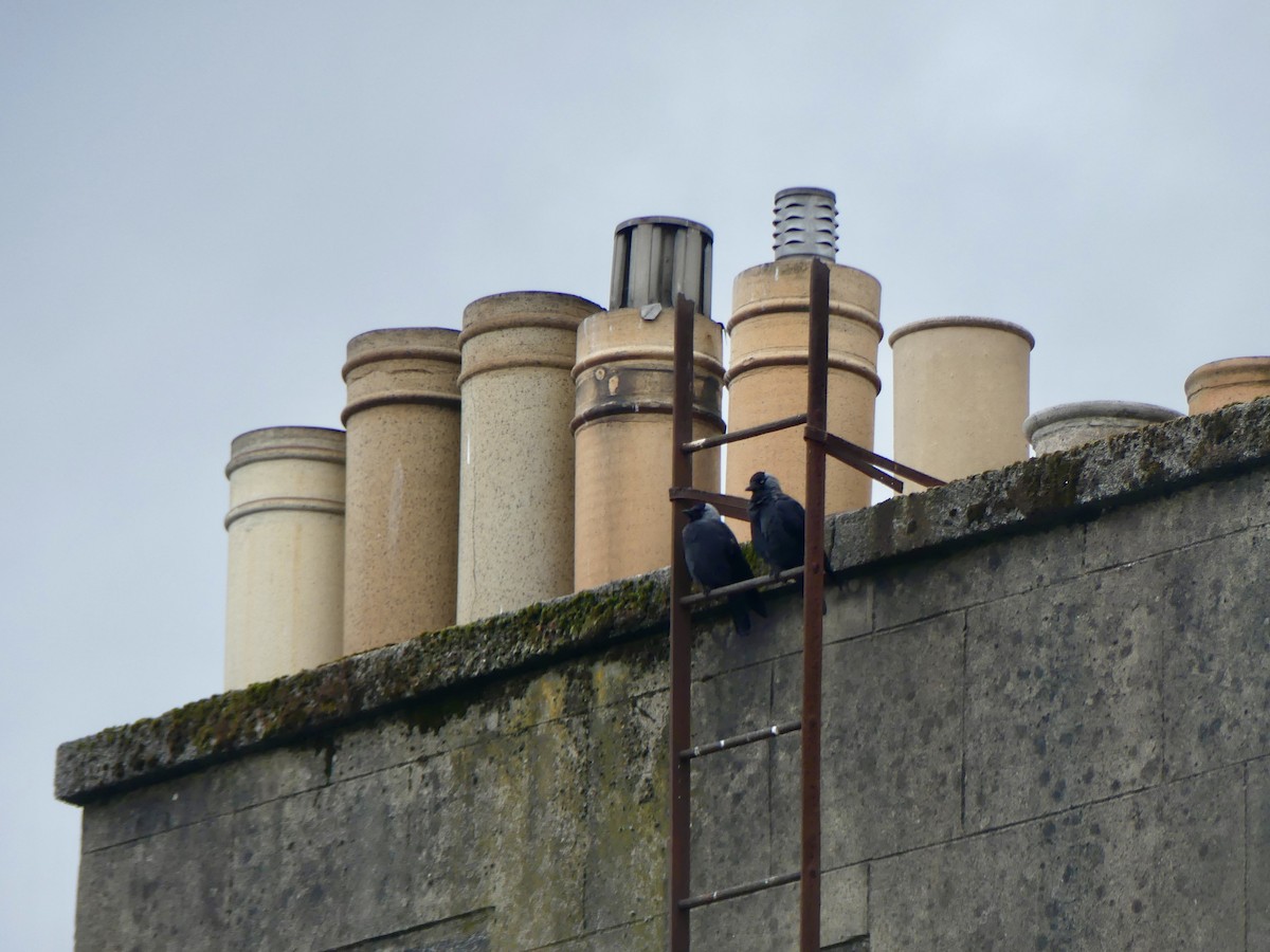 Eurasian Jackdaw - ML645902411