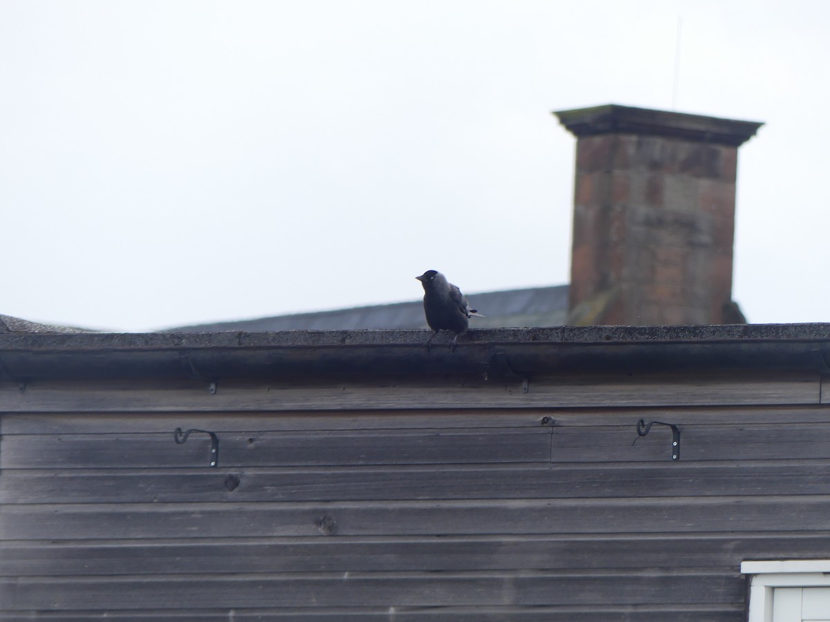 Eurasian Jackdaw - ML645902412