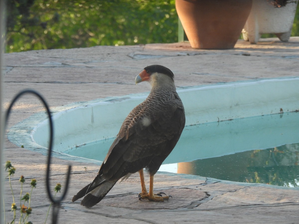 Crested Caracara - ML645902413