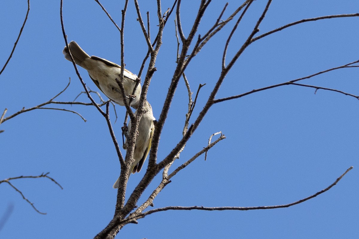 Brown Honeyeater - ML645902414
