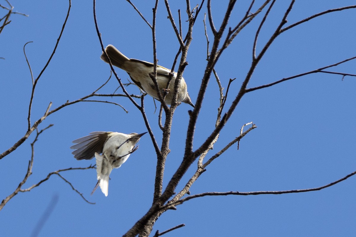 Brown Honeyeater - ML645902415