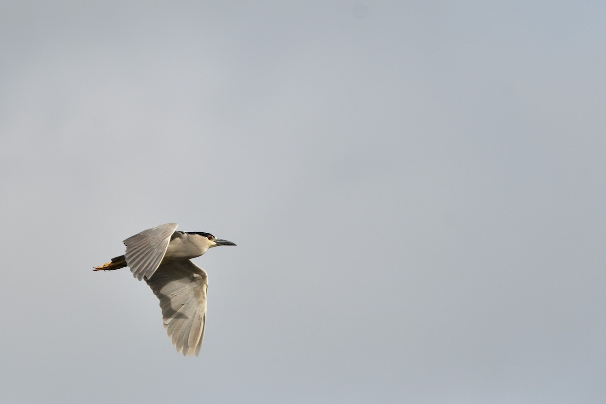 Black-crowned Night Heron - ML645902418