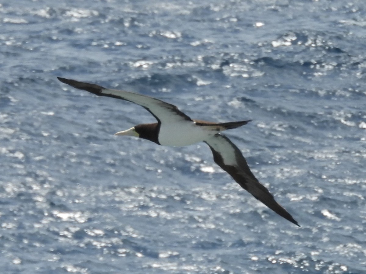 Brown Booby - ML645902420