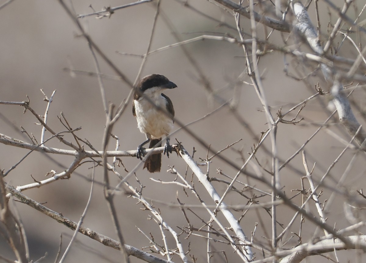 Long-tailed Fiscal - ML645902421