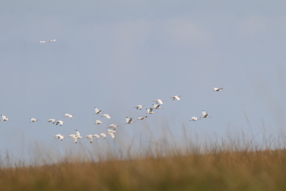 White Ibis - ML645902422