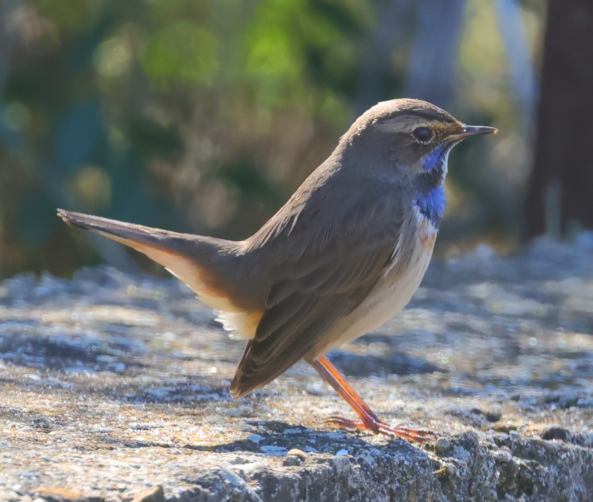 Bluethroat - ML645902423