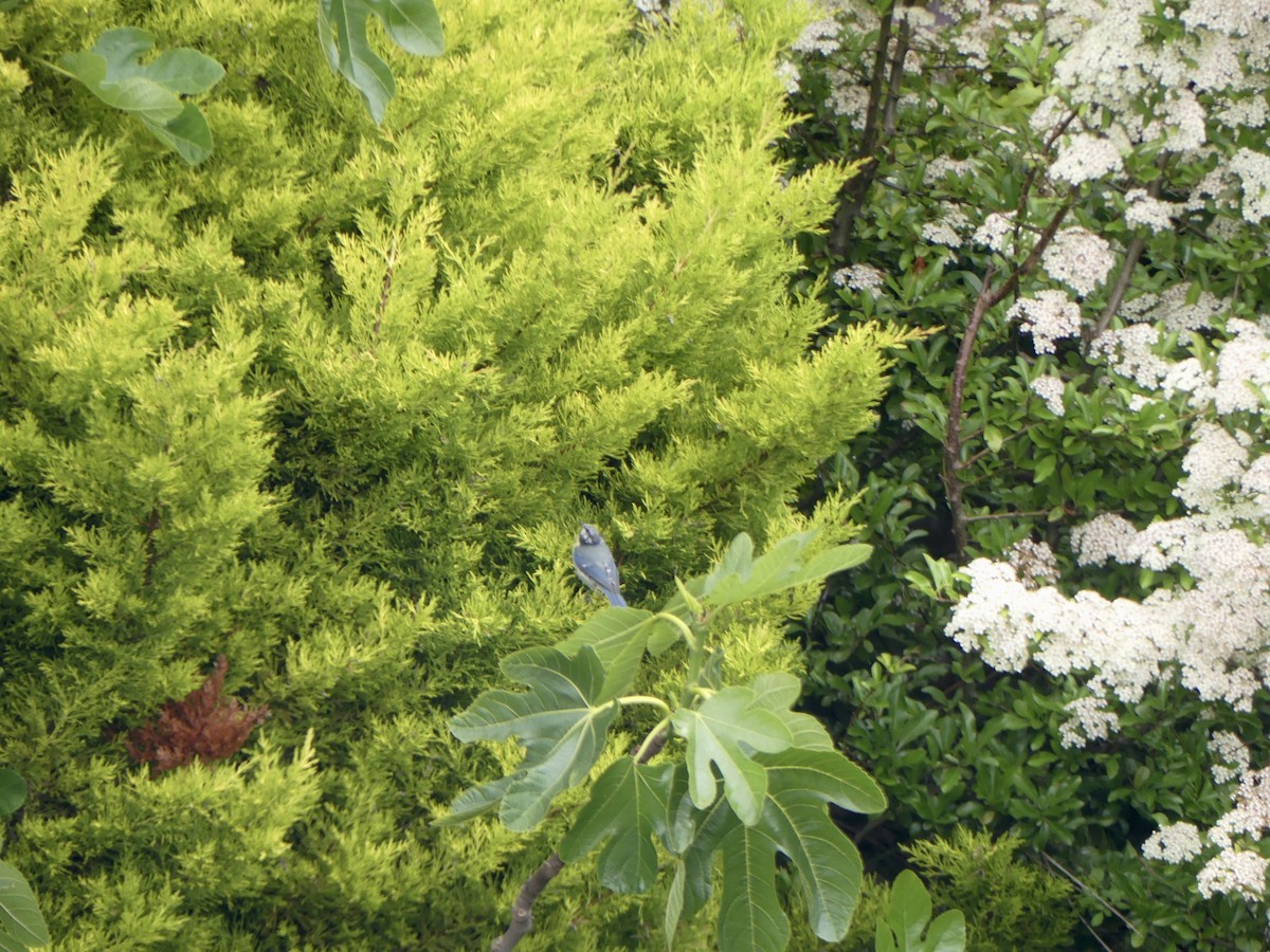 Eurasian Blue Tit - ML645902428
