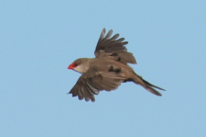 Common Waxbill - ML645902429