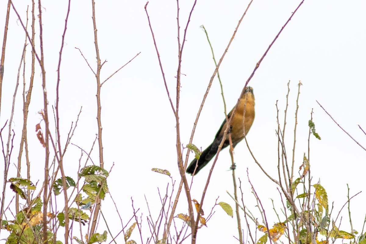 Boat-tailed Grackle - ML645902430