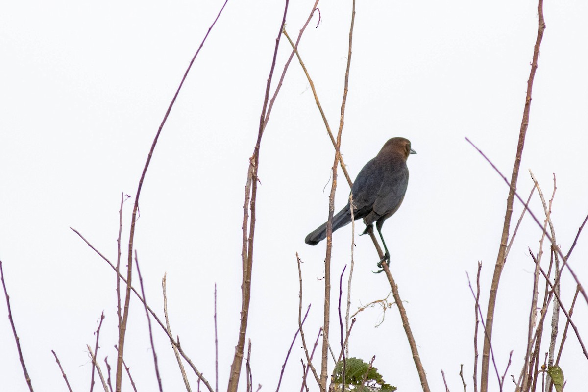 Boat-tailed Grackle - ML645902431