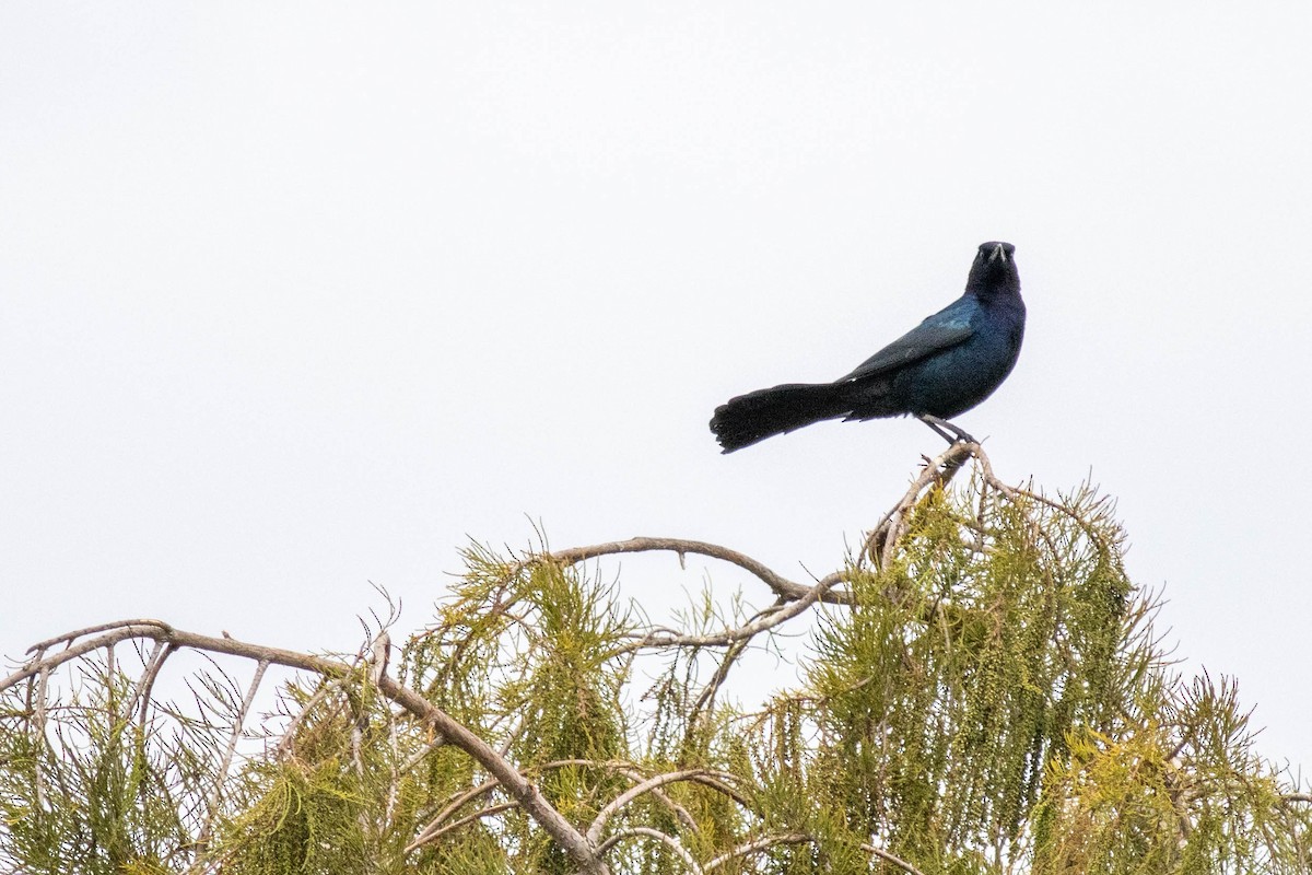 Boat-tailed Grackle - ML645902432