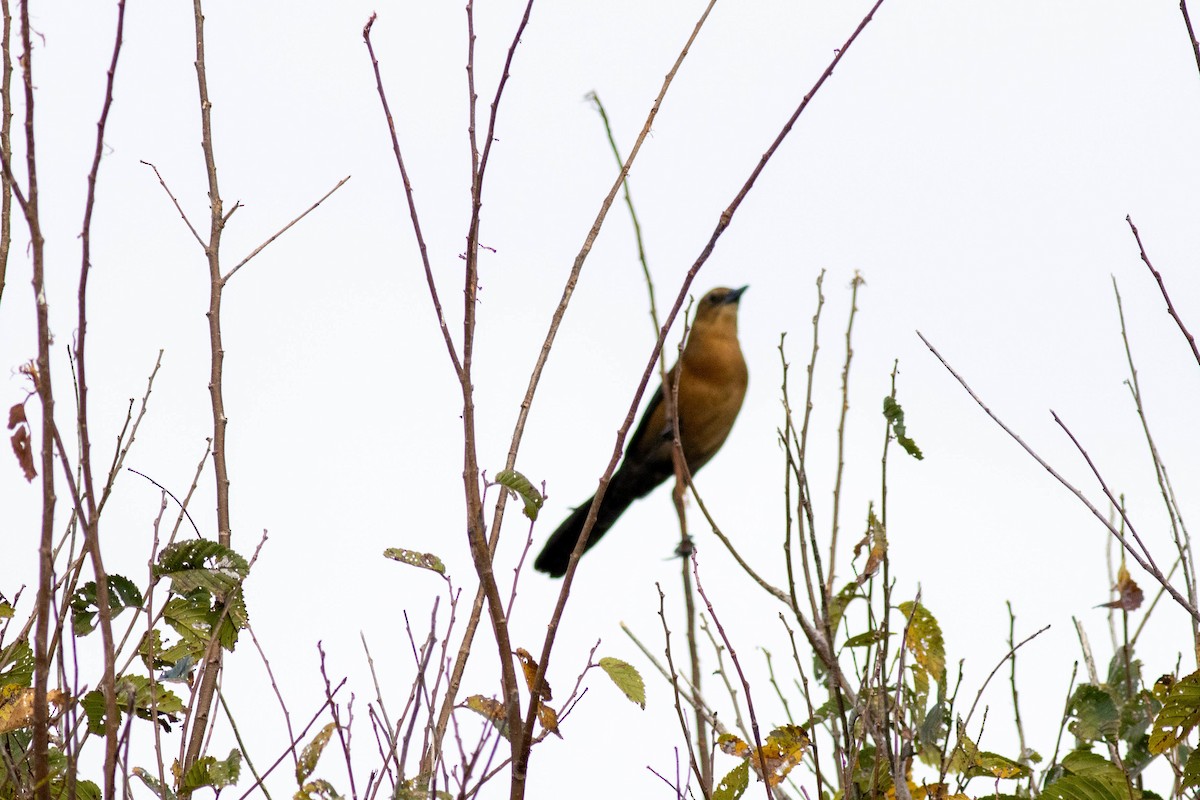 Boat-tailed Grackle - ML645902433
