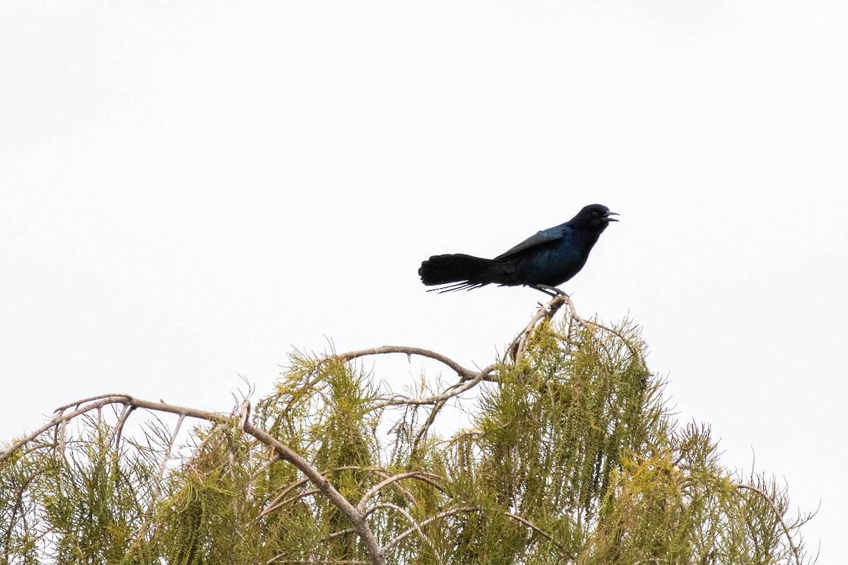 Boat-tailed Grackle - ML645902434