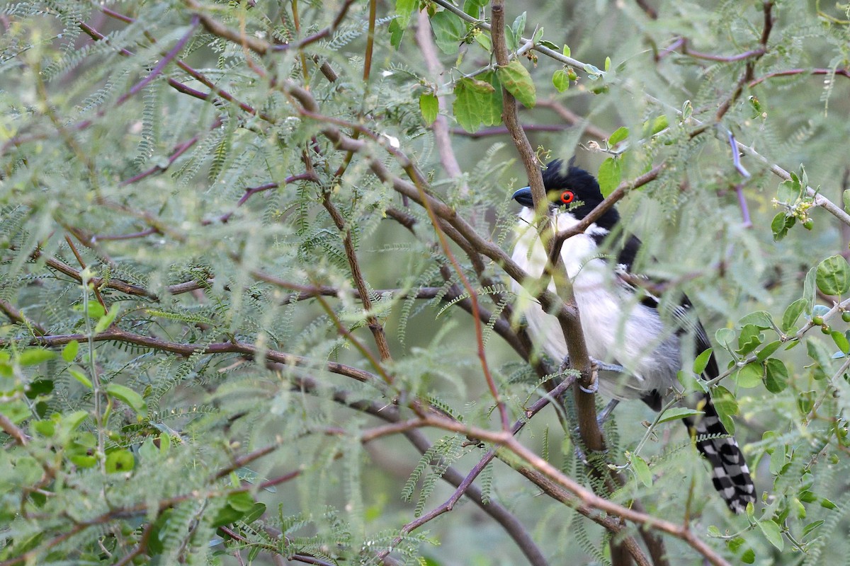 Great Antshrike - ML645902438