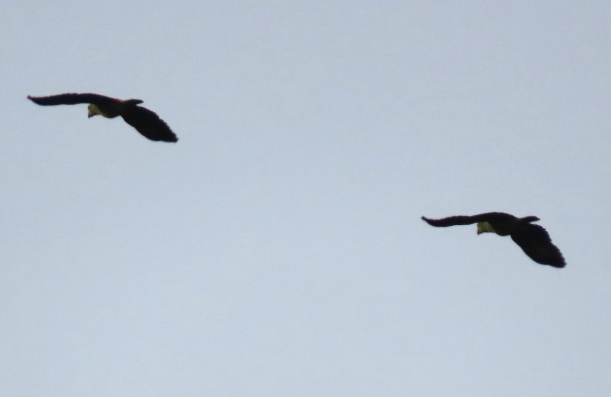 Diademed Amazon - ML645902439