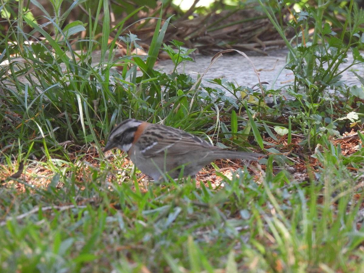 Rufous-collared Sparrow - ML645902442